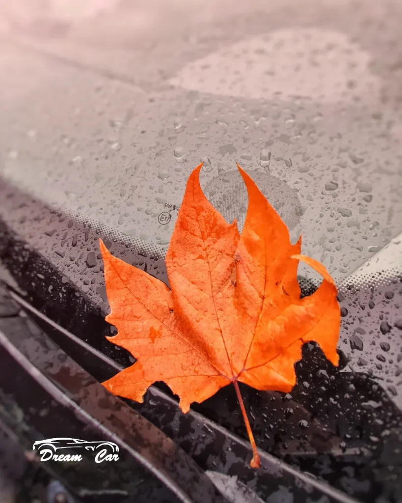 DREAM CAR - A bright orange maple leaf resting on a wet black car hood with raindrops.
